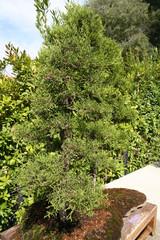 Bonsai Juniperus Thurifera-Sabina Albar