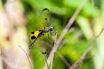 Dragonfly .