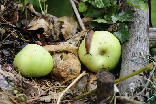 nacktschnecke