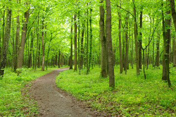 Obraz premium green forest
