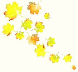 Greeting card with maple leaves.