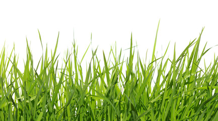 green grass