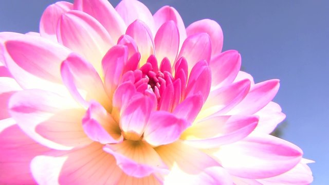 petali rosa fucsia viola