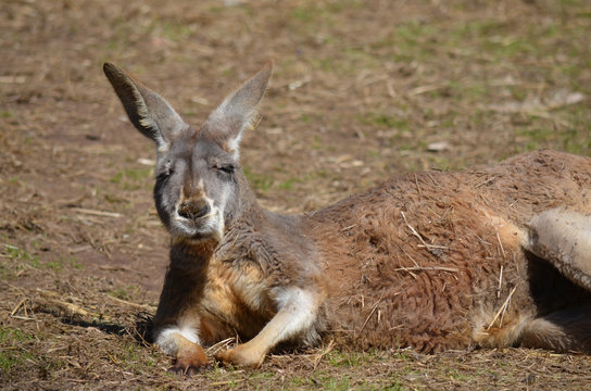 close up of a red kangaroo