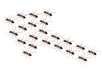 Ants discipline