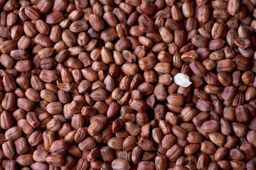 nocciole