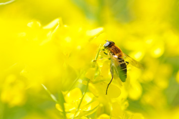 菜の花とハナアブ