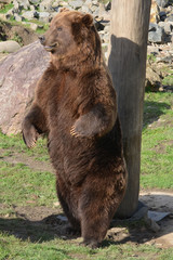 Braunbär