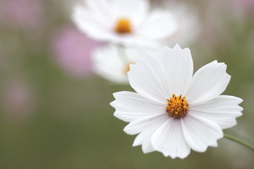 Fototapeta premium 白いコスモスの花