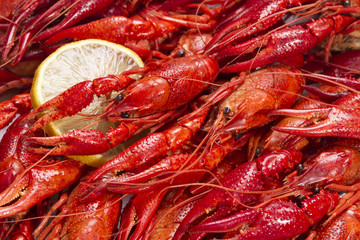 Red crayfish