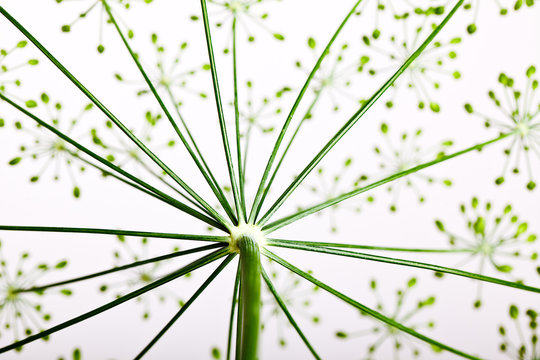 Dill