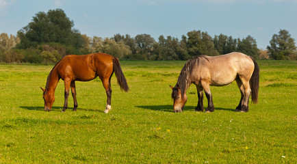 Fototapeta na wymiar Two grazing horses in a Dutch meadow
