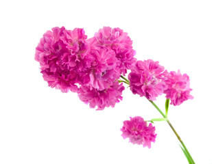 Beautiful purple flower isolated on white