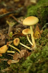 campignons jaune