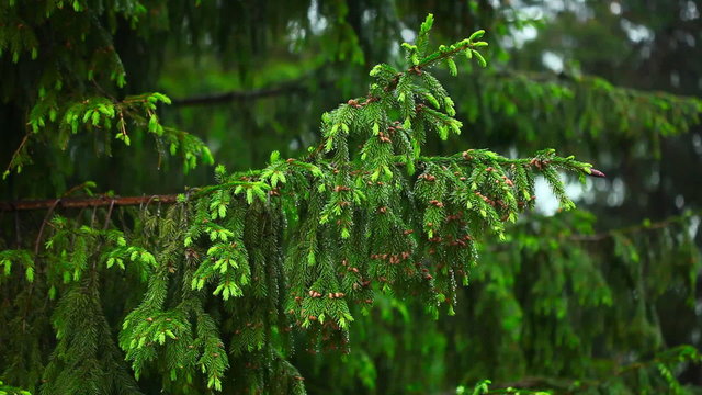 Rain. Spruce needles and raindrops.