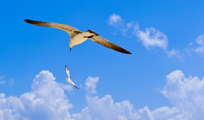 Bird Dogfight
