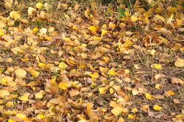 Leaves on the earth