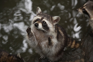 Et un raton laveur..