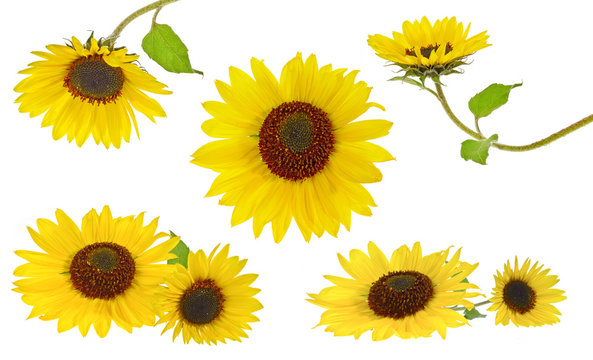 sunflowers collection