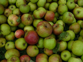 Pommes