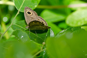 butterfly in green nature