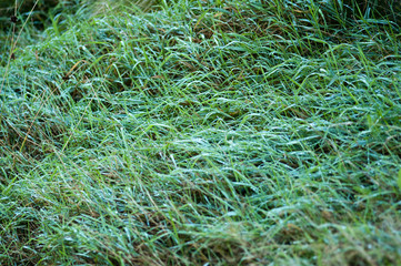 Dew on the grass