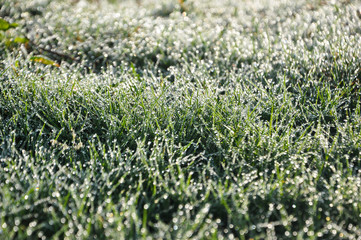 Dew drops on the grass lawns