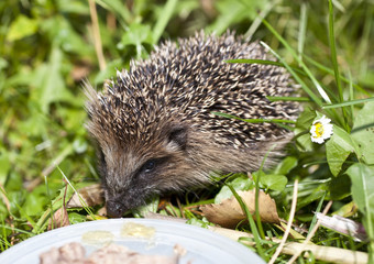 junger Igel, makro