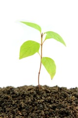 Young plant on white background
