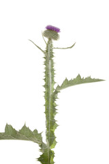 thistle