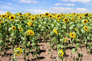 Fototapeta na wymiar Green sunflower field and white clouds on sky