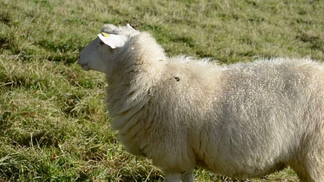 Schaf ist nicht interessiert