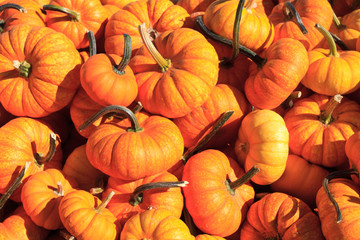 pumpkin background