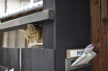 郵便受けを見張る猫