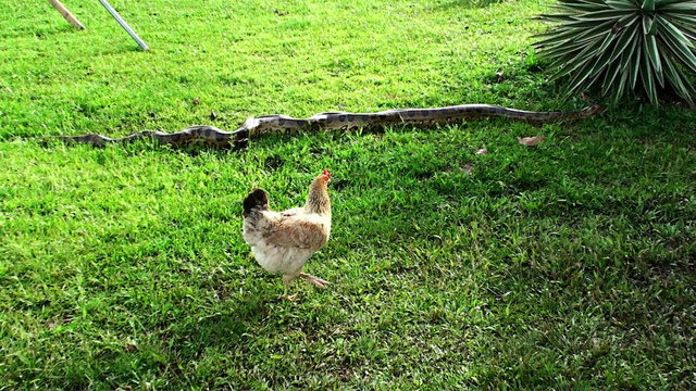 chicken and Anaconda