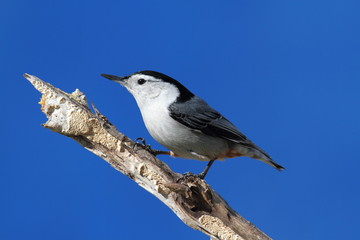 Bird On A Log