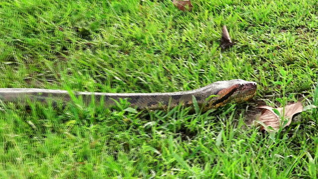 wild anaconda