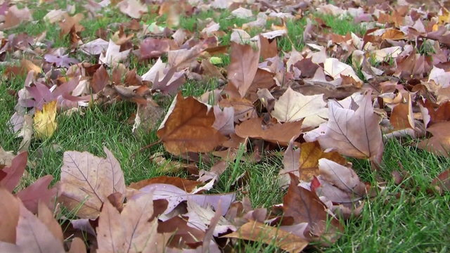 Wind blowing autumn leaves around on a grassy lawn