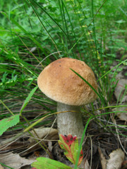 mushroom brown cap boletus