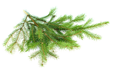 firry  branch on white isolated