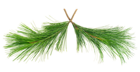 two  cedar twigs on white isolated
