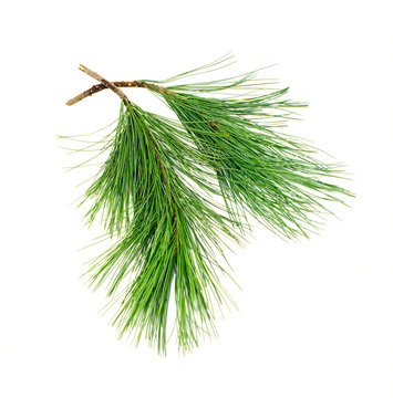 Cedar  Branches  On White