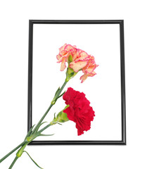 two carnations in black framing on white