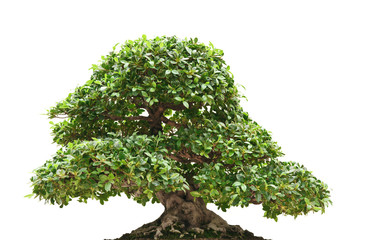 Ficus bonsai