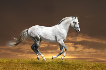 white stallion in sunset