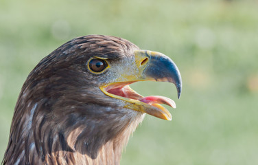 Common Buzzard shows its tongue
