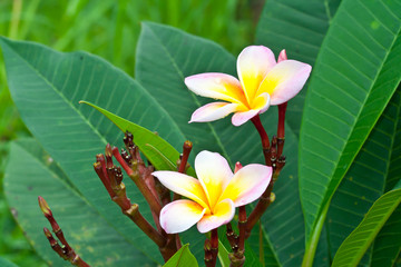frangipani, Plumeria, Templetree,Thai flower .