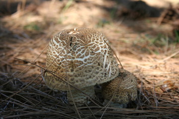 Deux champignons