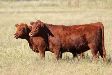 Red angus cows on pasture - obrazy, fototapety, plakaty