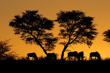 Fototapeta na wymiar Gnu i drzewa sylwetka na afrykańskiego słońca